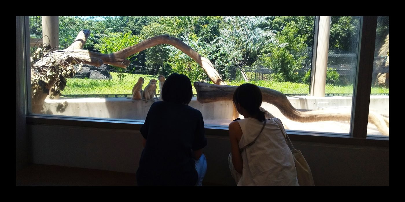 のんほいパークで、ガラスごしにパタスザルを見る子どもたち